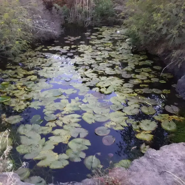 Grootfontein Natural Spring